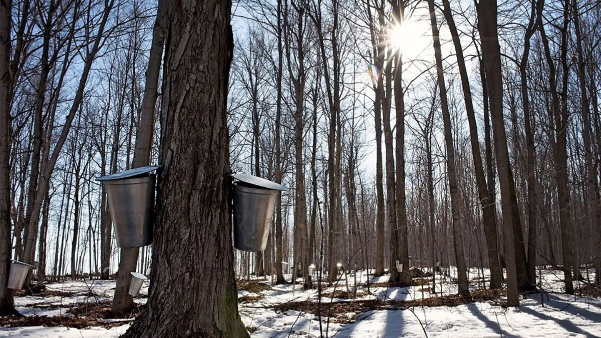 Maple Syrup Harvest in The Preserve of Highland Park